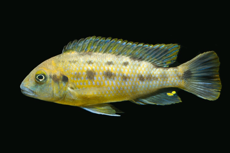 Pseudotropheus sp. 'williamsi north' Makonde